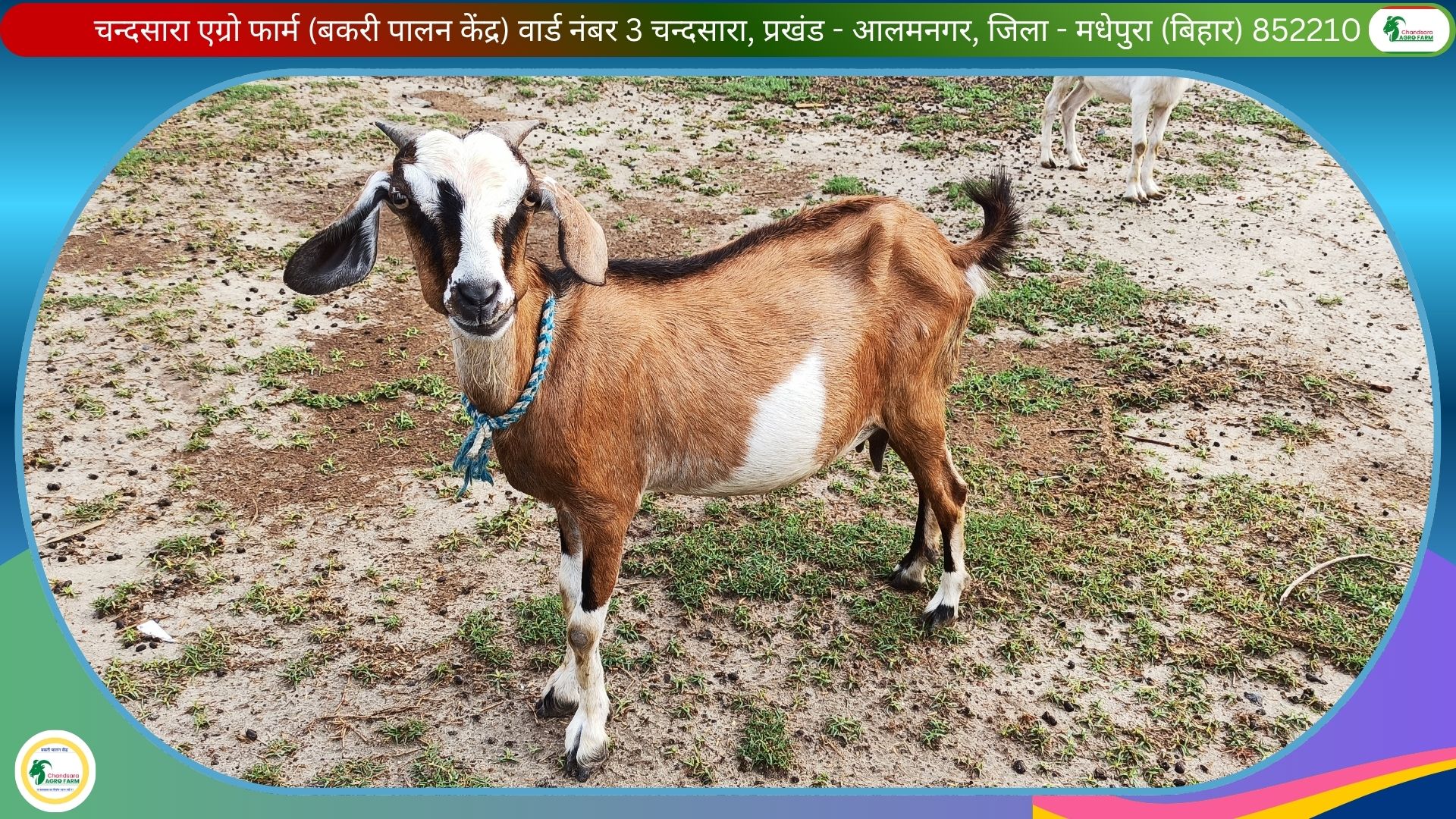 Chandsara Agro Farm (Bakri Palan) 2